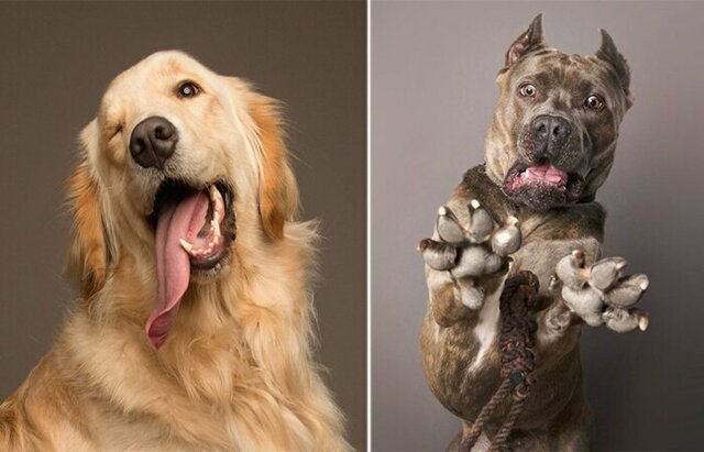 Эмоциональные портреты собак, харизме которых могут позавидовать люди