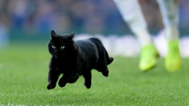 Видео: черный кот прервал футбольный матч и насмешил зрителей до слез
