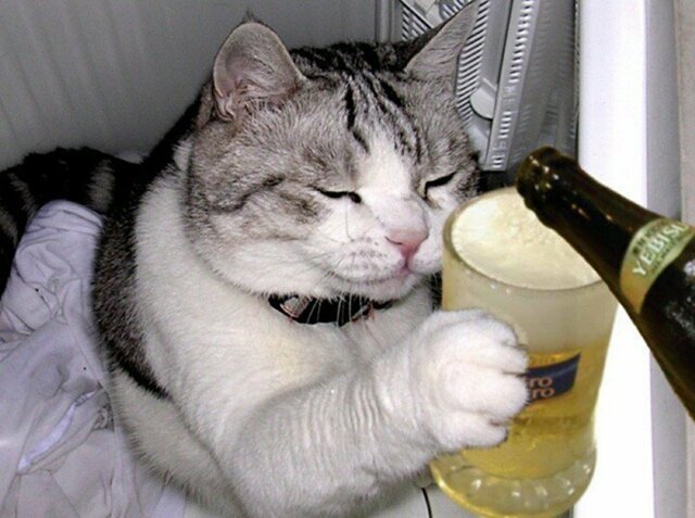 Пьющие коты