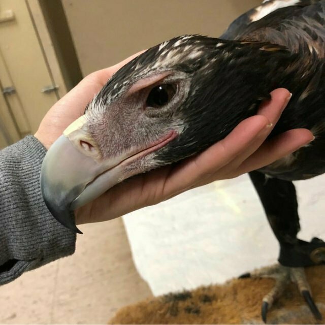 Намешалось