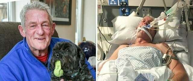 Собака-терапевт: в Британии пес вывел хозяина из комы и стал работать в больницах