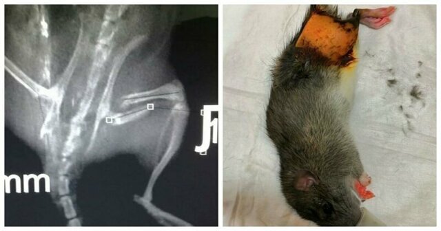 "Плакала человеческими слезами": врачи Уфы прооперировали крыску, сломавшую бедро