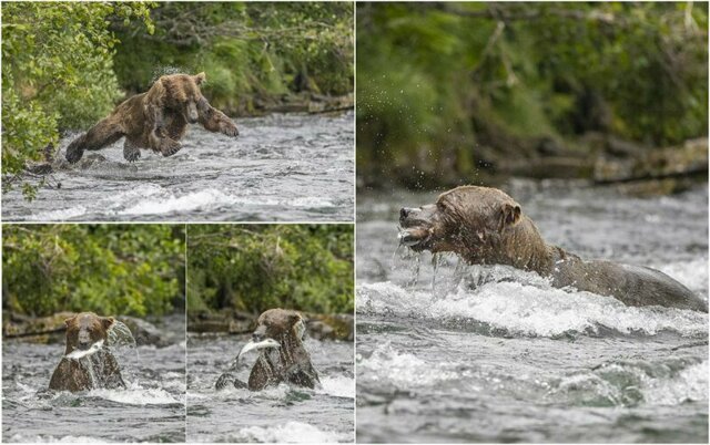 Забавная медвежья рыбалка попала в объектив фотографа