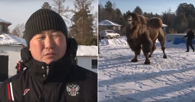 Верховный шаман России осудил ритуальное сожжение верблюдов под Иркутском