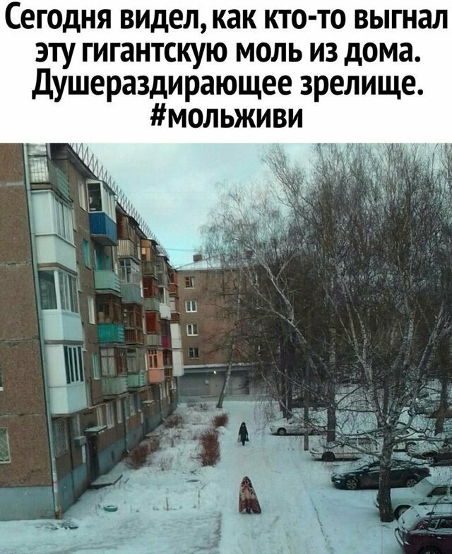 Моль живи