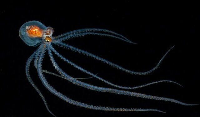 Чем меньше существо, тем оно причудливее: Фотограф показал, как выглядят необычные обитатели морских глубин 