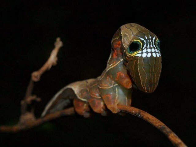Необычные насекомые нашей планеты