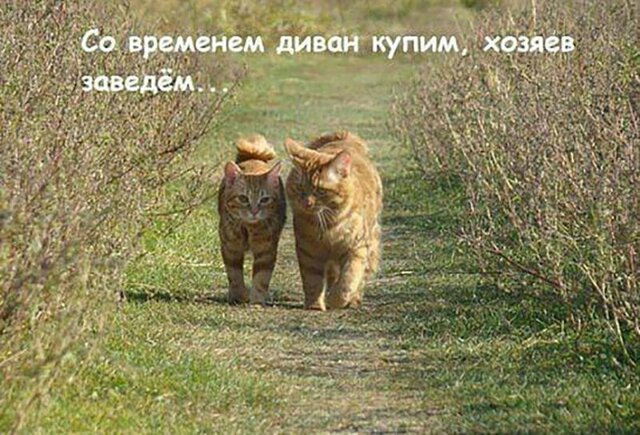 Прикольные и смешные картинки