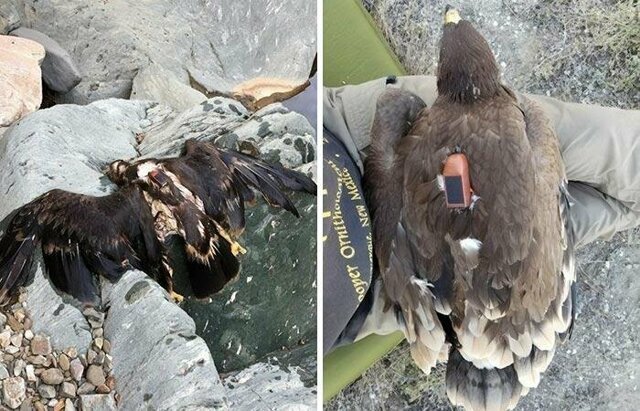 Парень нашёл орла с GPS-навигатором и теперь можно узнать, где он летал все 20 лет