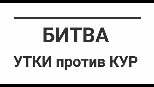 Куры -доминанты против Уток -индийских бегунков!