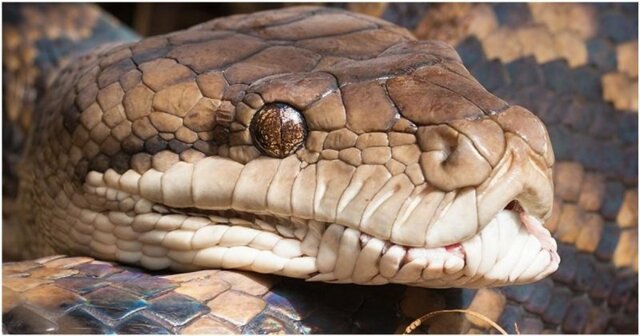 В Таиланде питон забрался в дом к спящей бабушке и укусил её за ногу