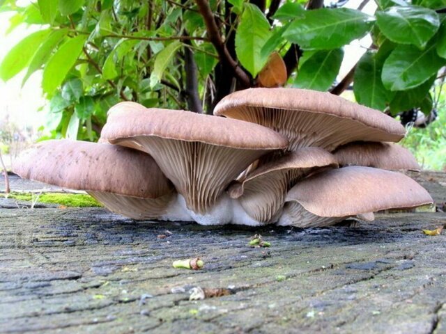 Вот как охотится хищный гриб