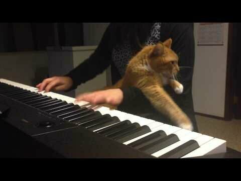 Ничто не остановит кота, если он решил, что пришло время для ласки
