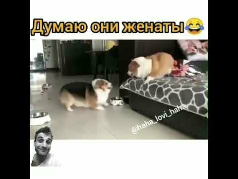 Cемейка