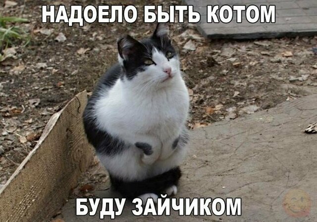Смешные и забавные картинки