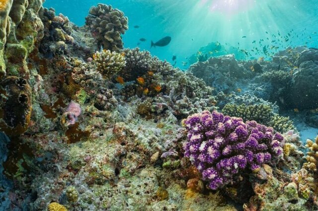 У побережья Италии обнаружен уникальный коралловый риф
