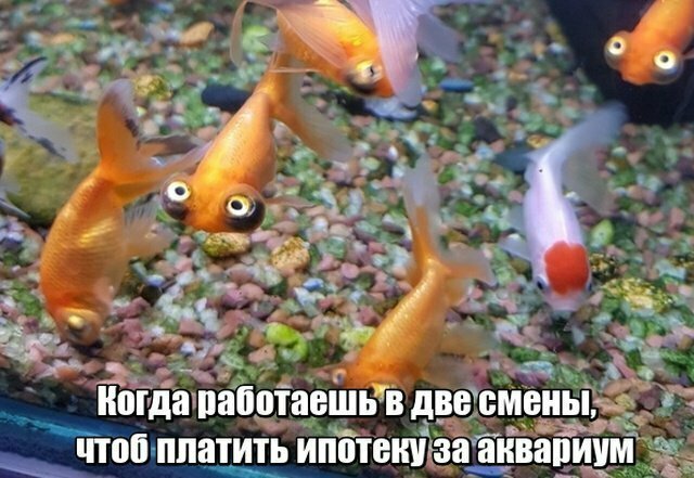 Намешалось