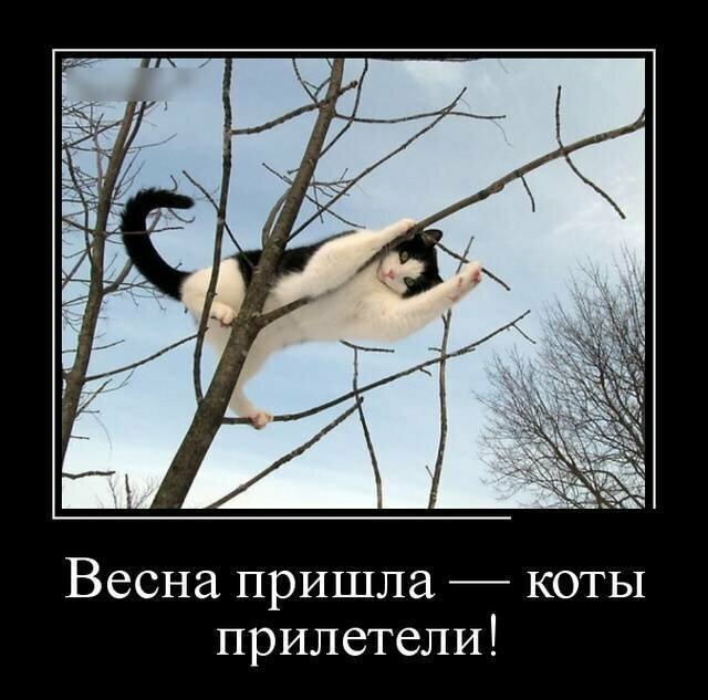Образ кошки в демотиваторах