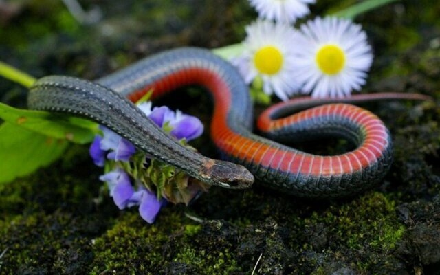 красивая змея