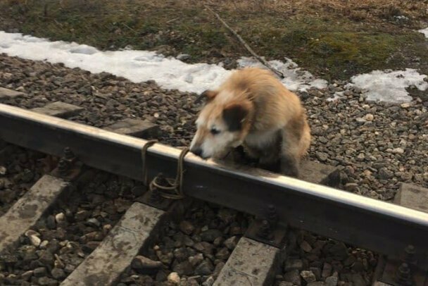 Ради спасения привязанной к рельсам собаки машинист остановил поезд у станции Антропшино