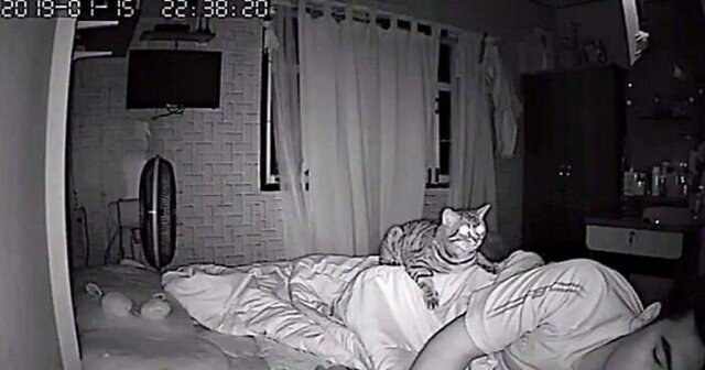 Парень установил в своей комнате камеру, чтобы заснять, что ночью делает его кошка