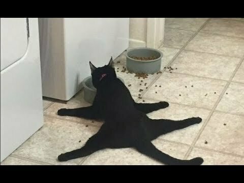 Воскресная  подборка приколов с котами