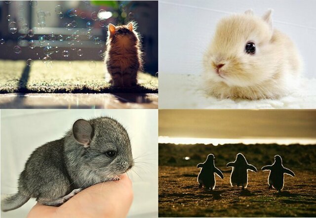 Очаровательные  детёныши животных в фотографиях