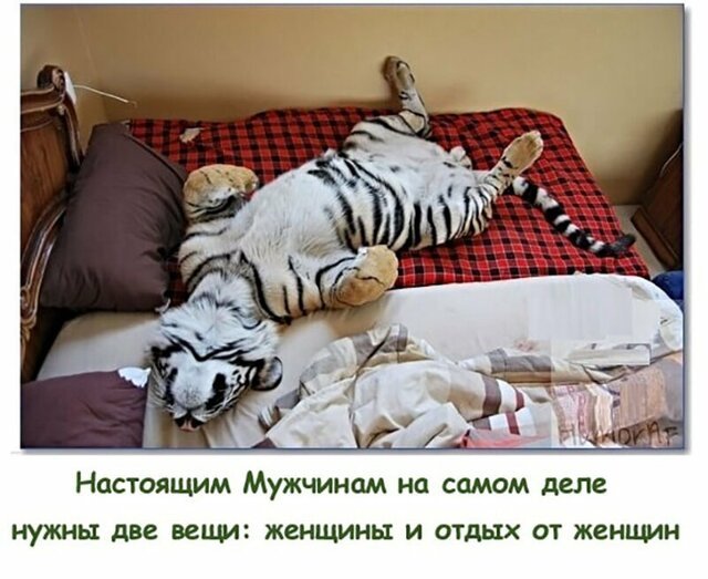 Прикольные и смешные картинки