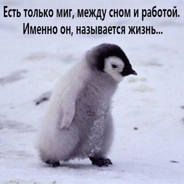 Прикольные и смешные картинки