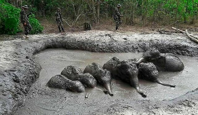 Шесть слонят угодили в грязевую ловушку в тайском заповеднике