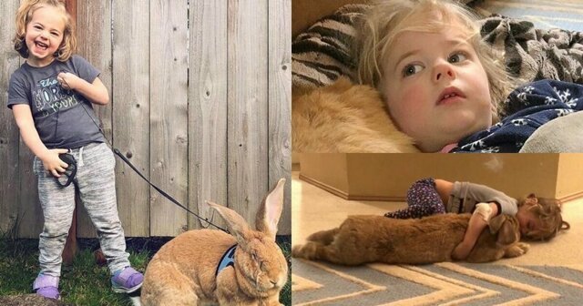Трехлетней американке подарили гигантского кролика, и теперь они лучшие друзья