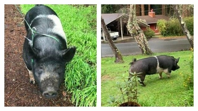 Потерявшаяся свинья забрела во двор к соседу и больше ее никто не видел