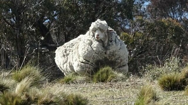 Что сделает природа с овцой-мериносом за 5 лет бродяжничества