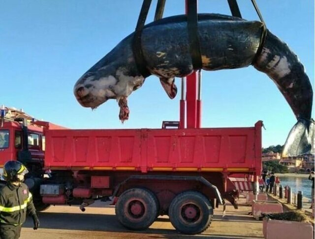 Мусор убивает: Мертвый кашалот на берегах Сардинии