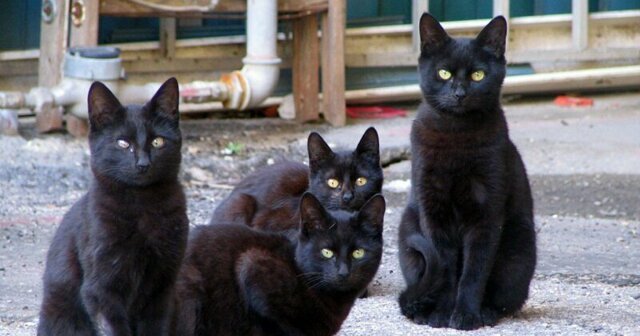 В столичной квартире обнаружили 60 черных кошек с 93-летней старушкой и ее сыном