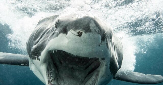 Ужасающий кадры нападения 3,5-метровой белой акулы на фотографа