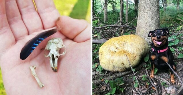 18 необычных и даже жутких вещей, которые люди обнаружили, прогуливаясь по лесу