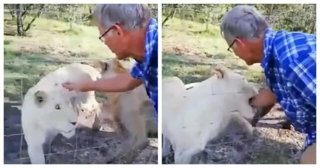 Мужчина чуть не лишился руки, пытаясь погладить львицу