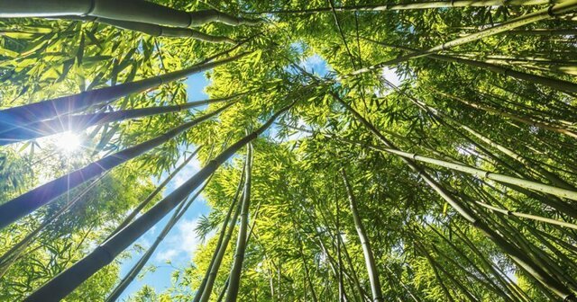 Правда ли, что бамбук может расти по метру в день?