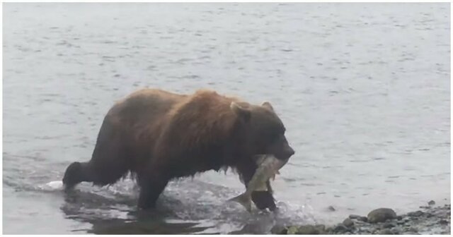 Медведица спешит к своим детям с пойманной рыбой
