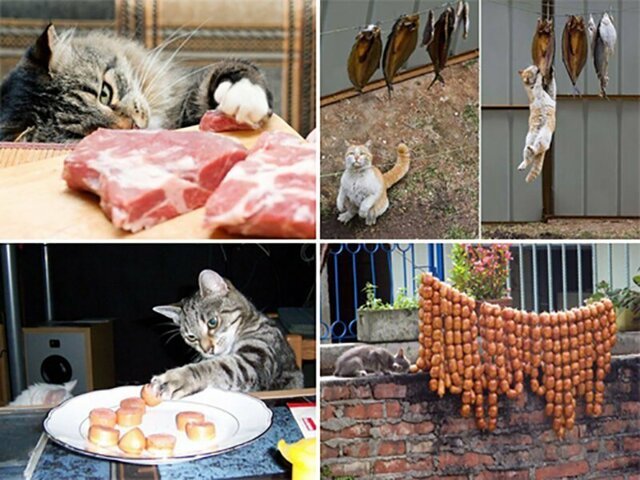 Кошки, которым надоело выпрашивать еду