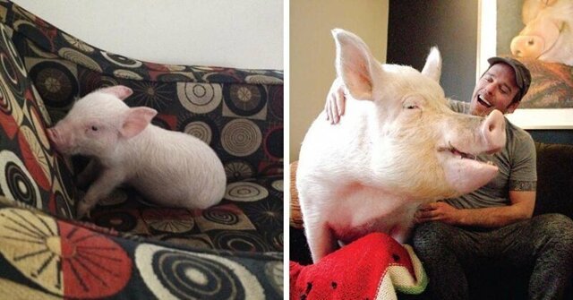 Подложили свинью: два канадца купили мини-пига, а вырастили 300-килограммовую хрюшку
