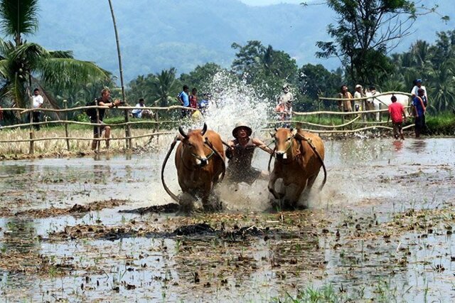 Пачу Джави – фестиваль быков Суматры