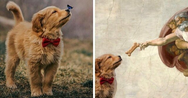 Бабочка села на нос пса с красной бабочкой, и этот кадр дал начало неожиданно доброму фотошоп-баттлу