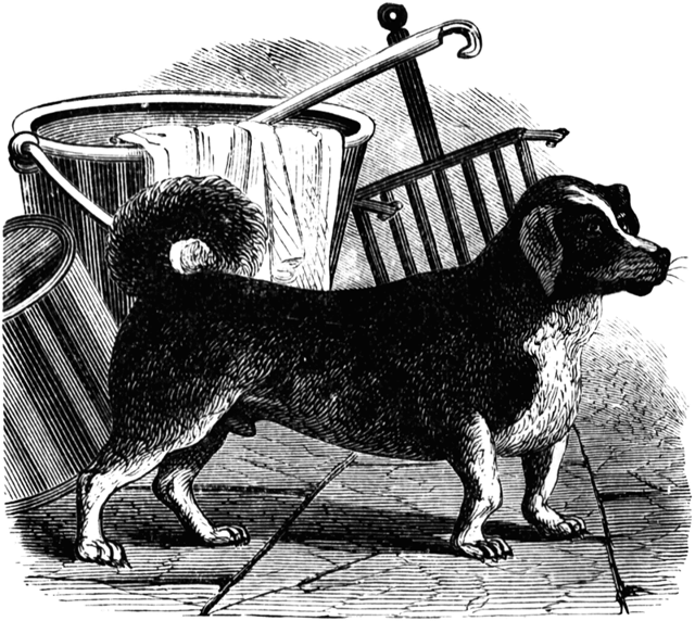 "Как пёс в колесе": как на протяжении двух веков эксплуатировали вертельных собак