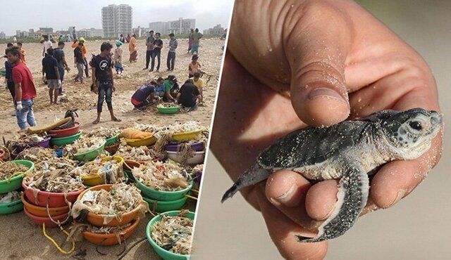 С пляжа в Индии убрали 5000 тонн мусора, чтобы спасти черепах