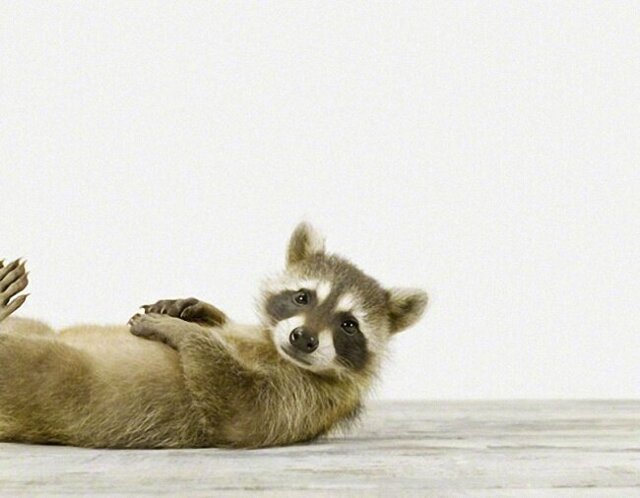 20 правил жизни енотов