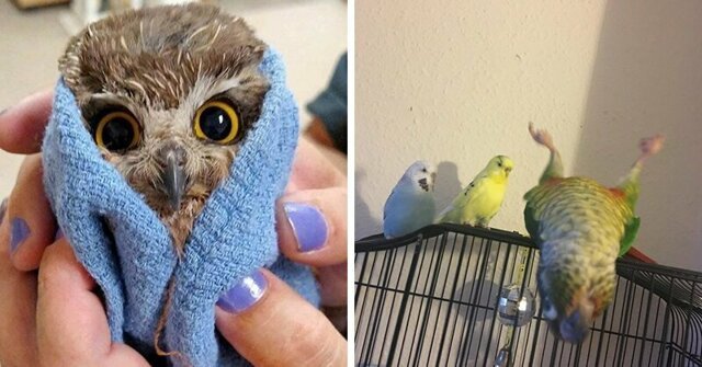20 случаев, когда птицы были смешнее и харизматичнее всех остальных существ вместе взятых