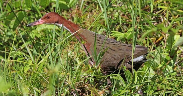 Ученые обнаружили птицу, которая считалась вымершей 136 тыс. лет назад