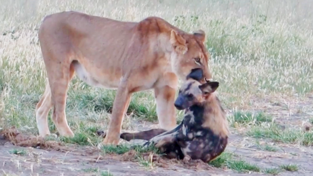 Дикий пёс перехитрил жадную львицу на глазах у туристов в Африке